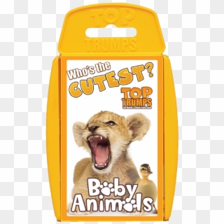 Top Trumps Baby Animals - Cat Yawns, HD Png Download