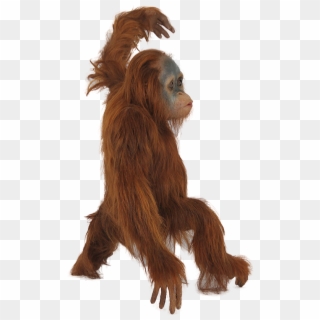 Orangutan Png - Orangutan Transparent Background, Png Download
