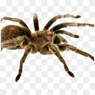 Spider Png, Transparent Png