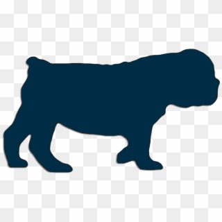 English Bulldog Puppy Walking 2 Months Old, HD Png Download