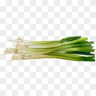 It Is Harmless To People And Animals, Useful Soil Flora - Leek, HD Png Download