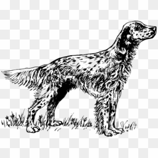Red Setter Clipart Teacher - English Setter Coloring Pages, HD Png Download