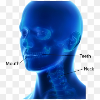 Dental And Oromaxillofacial Surgery - Skull, HD Png Download