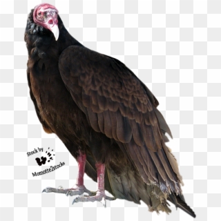 Turkey Bird Png High-quality Image - Turkey Vulture Transparent Background, Png Download
