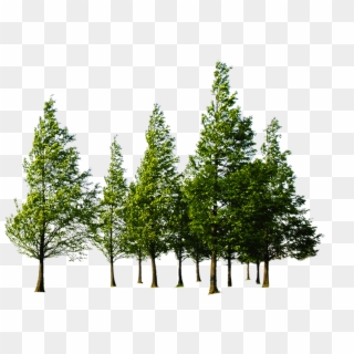 Forest High Quality Png - Trees Png, Transparent Png