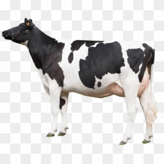 Cow Looking Left - Cow Png, Transparent Png