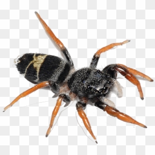 Leistus Rufomarginatus, HD Png Download