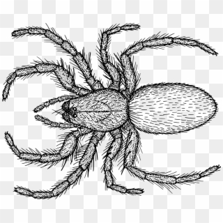 This Free Icons Png Design Of Hairy Spider, Transparent Png