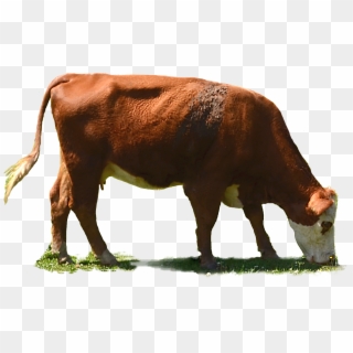 Grazing Cow Png - Grazing Cows Png, Transparent Png