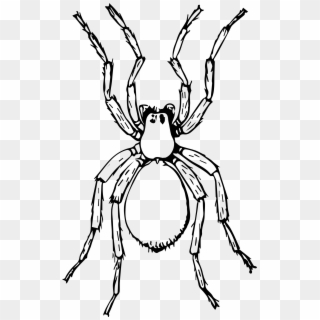 1433 X 2303 6 - Clipart Picture Of Spider Black And White, HD Png Download