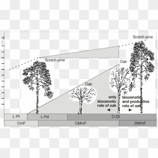 Comparison Of Growth Of Pine And Oak In Coniferous - Forest Type Tree Comparison, HD Png Download