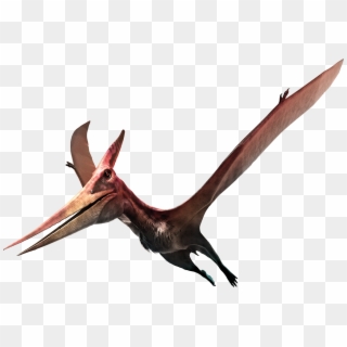 In A Separate Room, Created Together With The Museum - Pteranodon ...