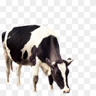 Cow Png PNG Transparent For Free Download - PngFind