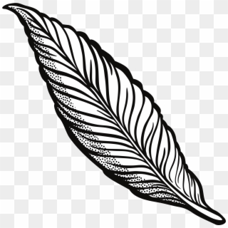 2400 X 2400 4 - Clip Art Feather, HD Png Download