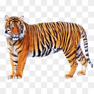 Tiger Png, Transparent Png