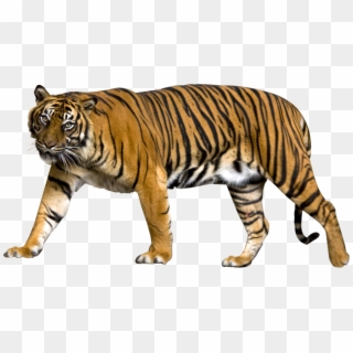 Tiger Png Image - Sumatran Tiger No Background, Transparent Png