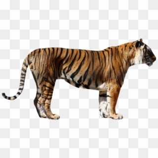 Tiger Png - Tiger Front And Side View, Transparent Png