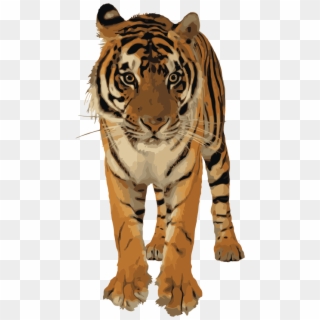 Clipart Best Png Tiger - Transparent Royal Bengal Tiger, Png Download