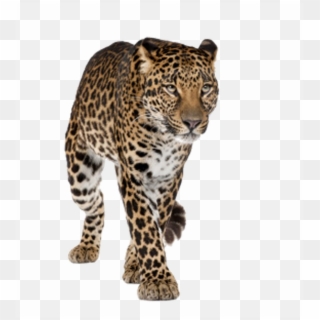 Walking Tiger Png Transparent Image - Amur Leopard White Background, Png Download
