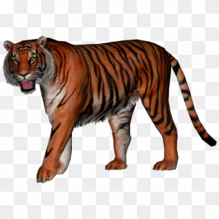 Panthera Zdanskyi, HD Png Download