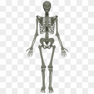 201805 Human Skeleton, HD Png Download