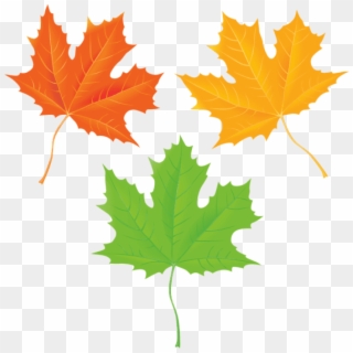 Free Png Download Autumn Leaves Transparent Clipart - Maple Leaf, Png Download