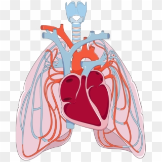 Png Transparent Library Heart And Lungs Clipart - Lungs And Heart Png, Png Download