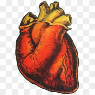 #heart #organ #humanheart #art #drawing #love #aesthetic - Loteria Heart, HD Png Download