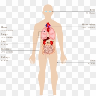 Org091 Organs And Tissues That Can Be Donated In New, HD Png Download