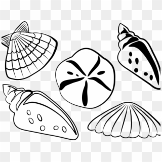 Shell Clipart Bivalve - Shells Clipart Black And White Png, Transparent Png