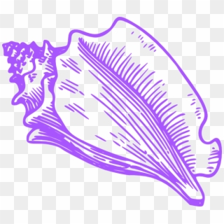 Conch Shell Clip Art, HD Png Download