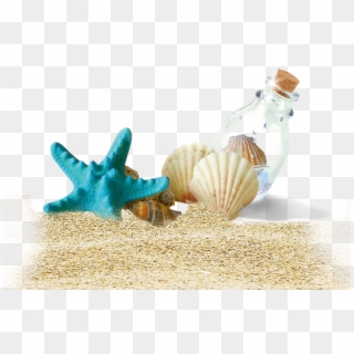 Drift Bottles Beach Bottle Shells Free Clipart Hq - Background Sunscreen, HD Png Download