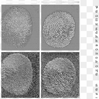 Live And Fake Fingerprints With The Corresponding - Drawing, HD Png Download