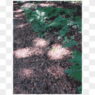 Soil Leaf Lawn Groundcover - Tree, HD Png Download