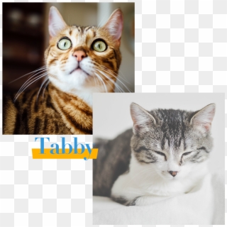 Yellow Cat Notebook [book] , Png Download - Ocd Cats, Transparent Png