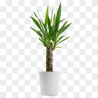 Mini Yucca Plant, HD Png Download