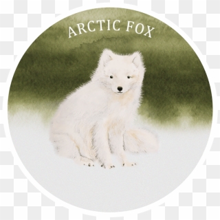 Arctic Fox, HD Png Download