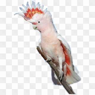 #cockatoo #bird - Major Mitchell Cockatoo Crest, HD Png Download