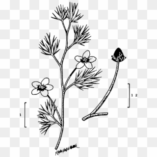 File Ranunculus Longirostris Illustration - Caesalpinia, HD Png Download