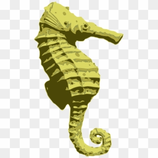 Sea Horse Png - Northern Seahorse, Transparent Png
