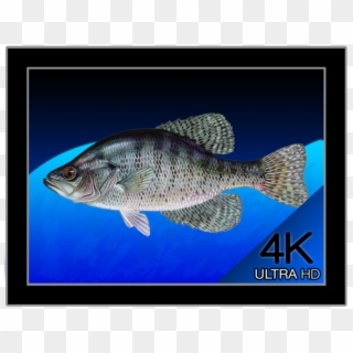 Live Wallpaper 4 - White Crappie, HD Png Download