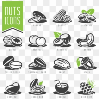 Nuts Vector Hazelnut - Dry Fruits Clipart Vector, HD Png Download