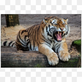 Tiger - Avni Tigress, HD Png Download