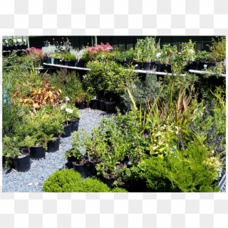 Assorted Plants - Yard, HD Png Download