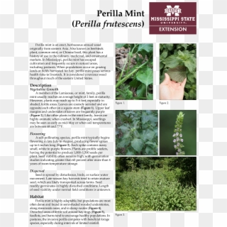 Perilla Mint - Tree, HD Png Download