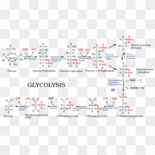 File - - Glycolysis Pathway With Enzymes Structures, HD Png Download