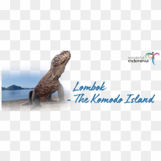 The Lombok Island Features Stunning Beaches And Bays - Komodo Dragon, HD Png Download