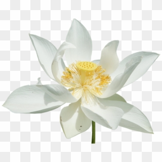 The Collection White Lotus Resort 3 From White Lotus - Sacred Lotus, HD Png Download