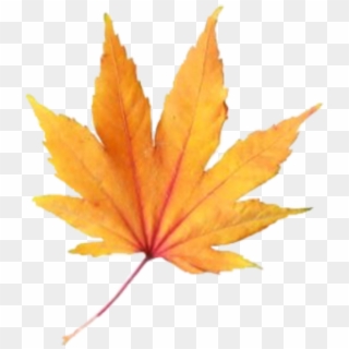 #leave #fall #aesthetic #freetoedit - Maple Leaf, HD Png Download