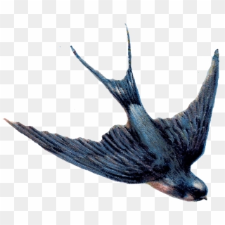 Animal - Swallow Png, Transparent Png - 782x678(#5750966) - PngFind